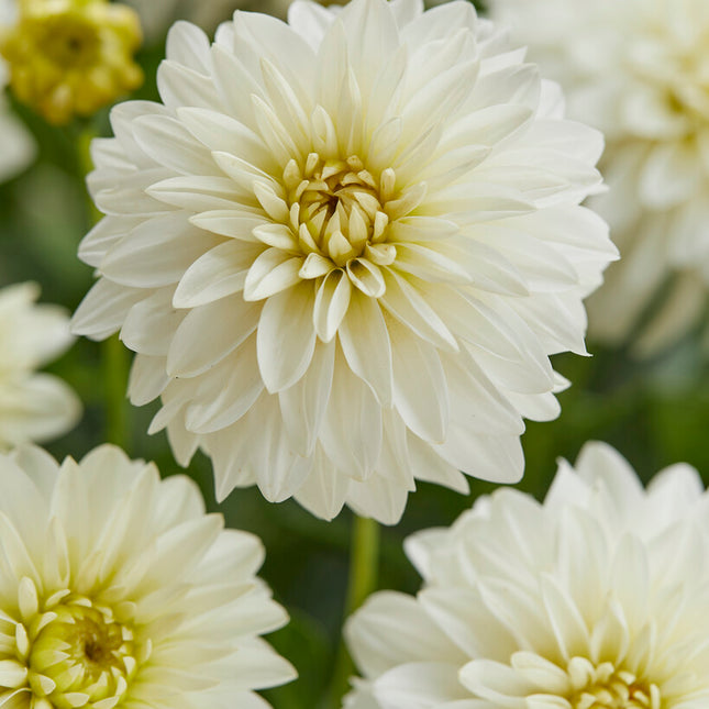 Dahlia Border Art Fair 1-pack