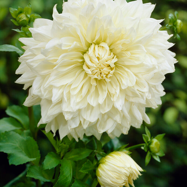 Dahlia Dekorativ White Perfection 1-pack