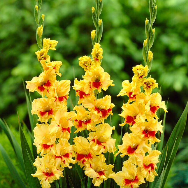 Gladiolus Jester 10-pack