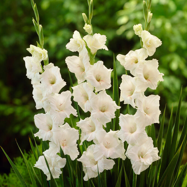 Gladiolus White Glory 10-pack