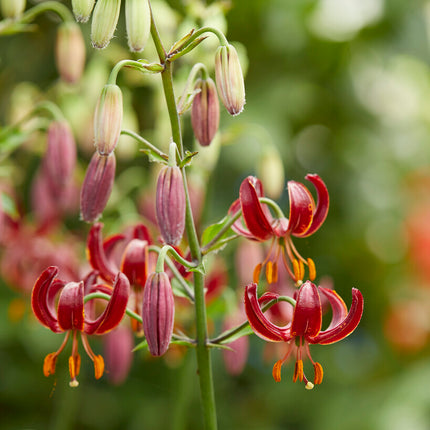 Krollilja-Lilium martagon 'Claude Shride' 1-pack