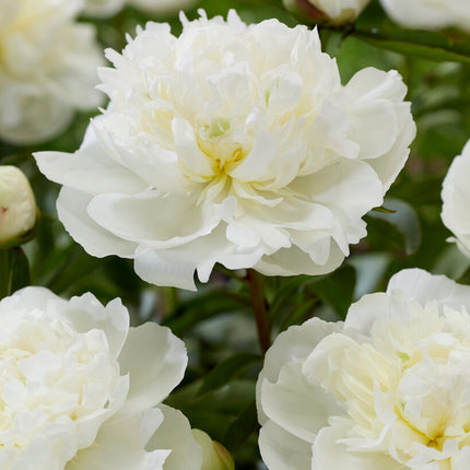 Pion-Paeonia Duchesse de Nemours 1-pack