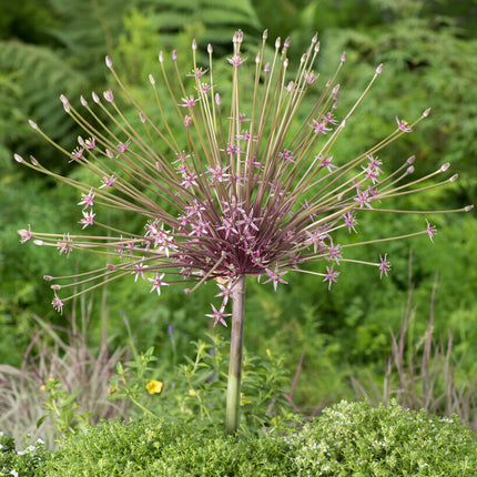 Allium 'Schubertii' 3-pack