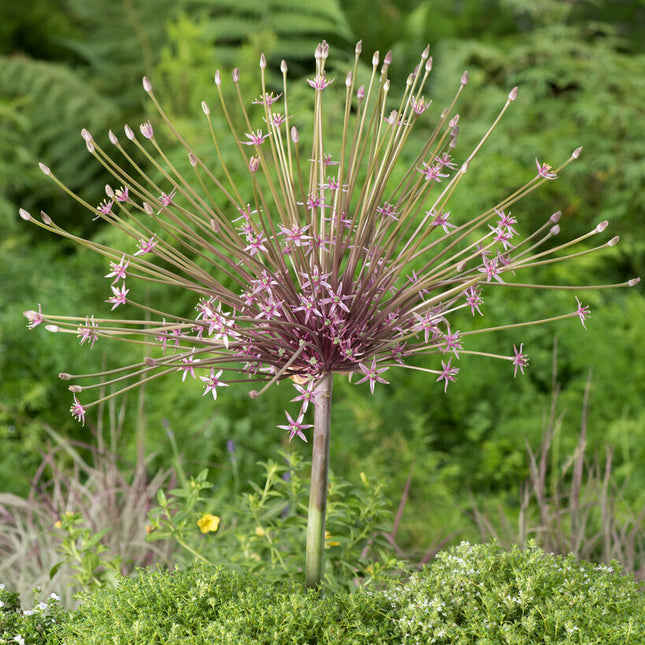 Allium 'Schubertii' 3-pack