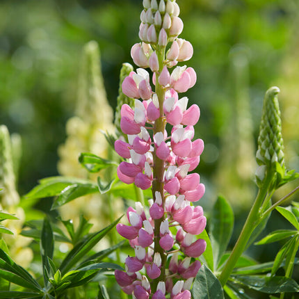 Lupin-Lupinus Pink 1-pack