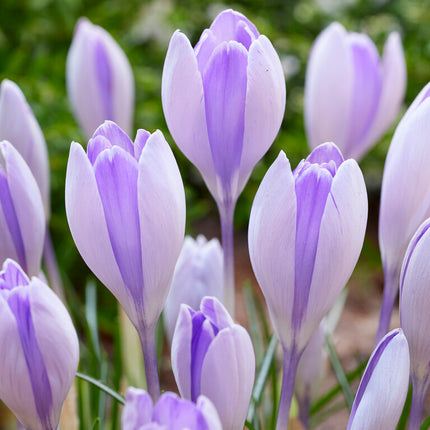 Vårkrokus-Crocus Vernus 'Vanguard' 10-pack