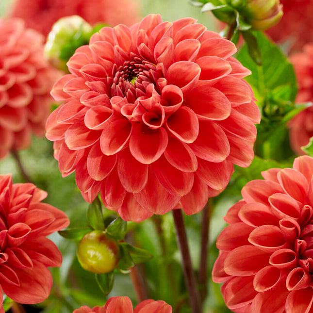 Dahlia Boll Zundert Mystery Fox 1-pack NYHET