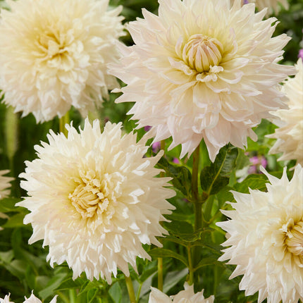 Dahlia Dekorativ Kas Cloud 1-pack NYHET