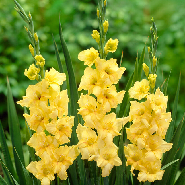 Gladiolus Nova Lux 10-pack