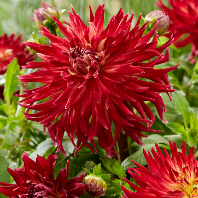 Dahlia Dekorativ Manhattan Island 1-pack