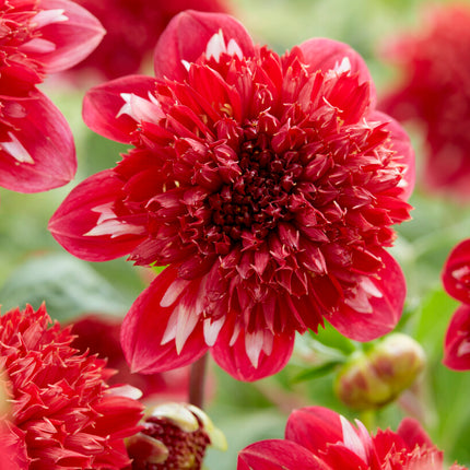 Dahlia Anemone Speech 1-pack NYHET