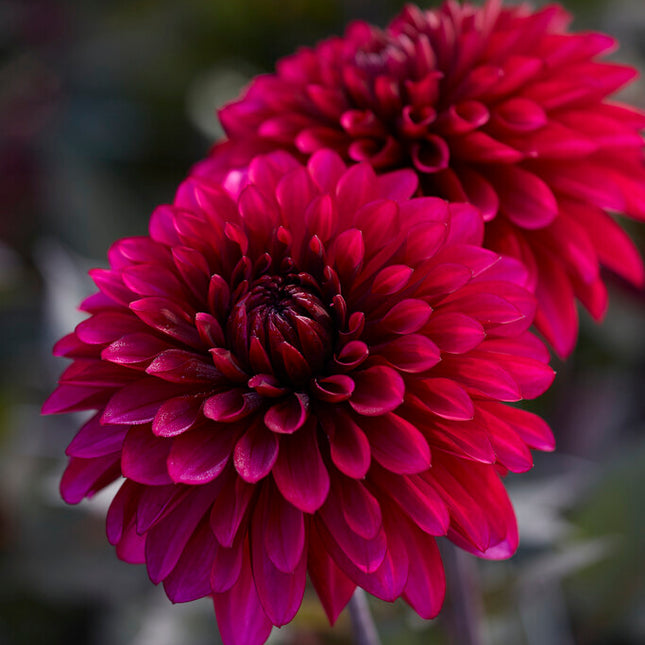 Dahlia Dekorativ Purple Flame 1-pack NYHET