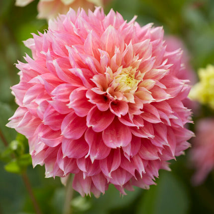 Dahlia Fubuki Kogane 1-pack