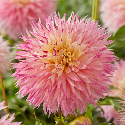 Dahlia Cactus Pinelands Princess 1-pack