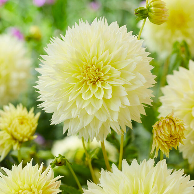 Dahlia Fubuki Canary 1-pack