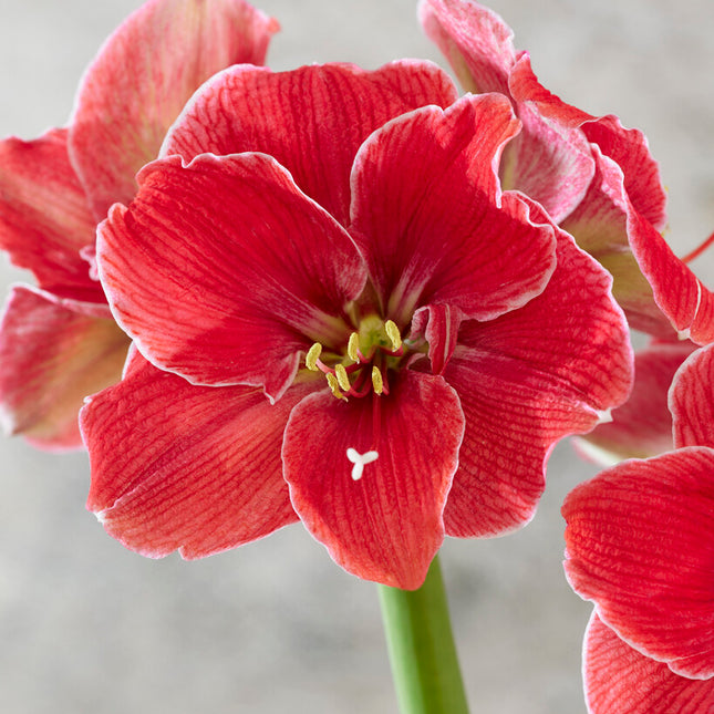 Amaryllis-Hippeastrum 'Magical Touch' 1-pack