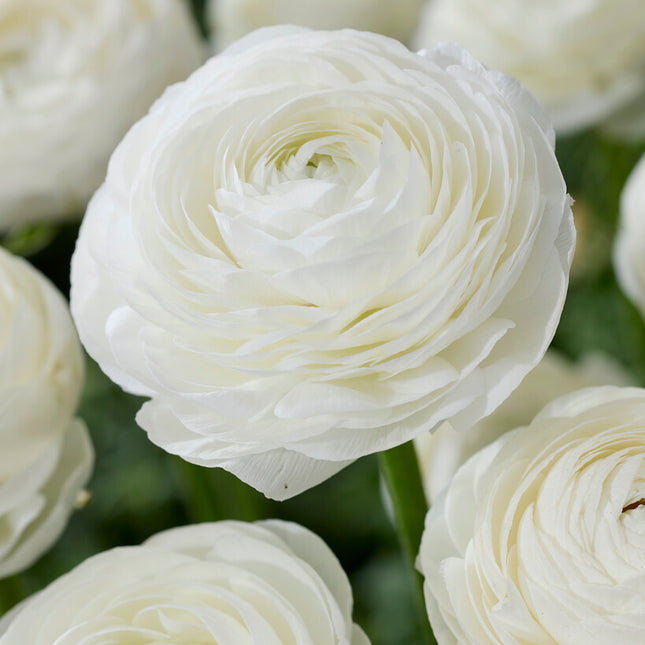 Bukettranunkel-Ranunculus White 10-pack