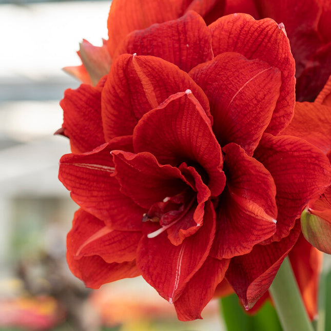 Amaryllis-Hippeastrum 'Cherry Nymph' 1-pack