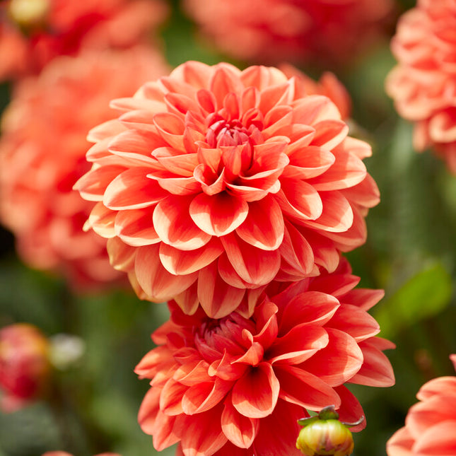 Dahlia Border Orange Nugget 1-pack