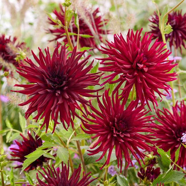 Dahlia Cactus Black Narcissus 1-pack NYHET