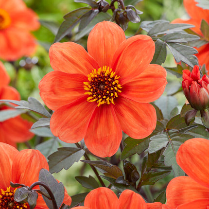 Dahlia Border Bishop of Oxford 1-pack