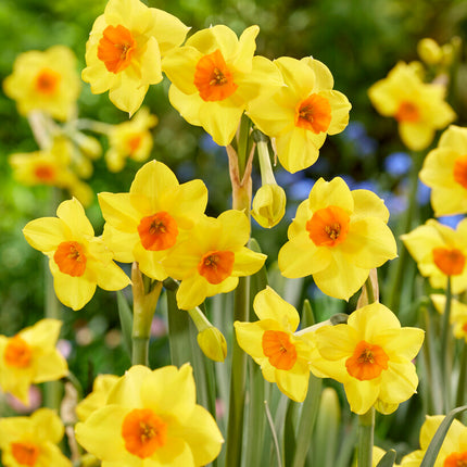 Narcissus Martinette 7-pack