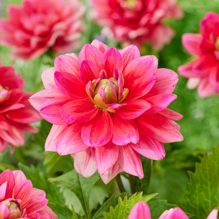 Dahlia Border Berliner Kleene 1-pack