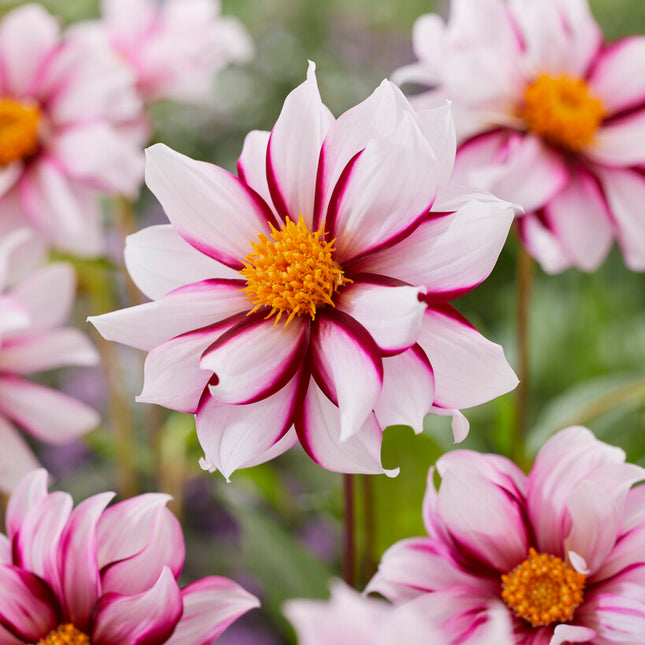 Dahlia Special Edge of Joy 1-pack