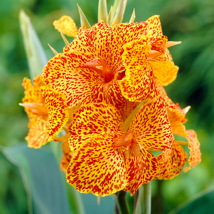 Canna Picasso 1-pack