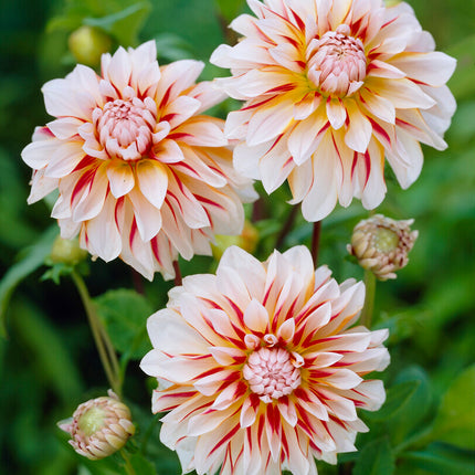 Dahlia Dekorativ Caribbean fantasy 1-pack