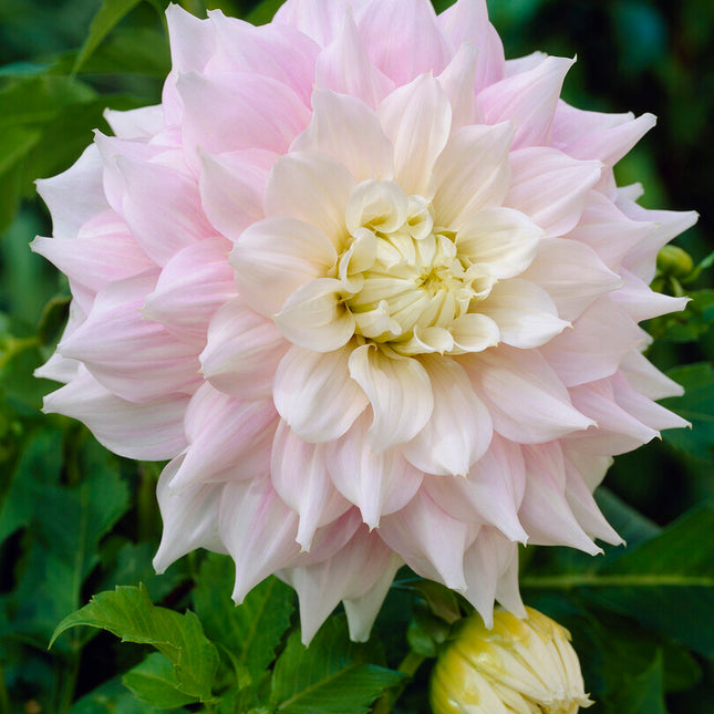 Dahlia Dekorativ Gitts Perfection 1-pack