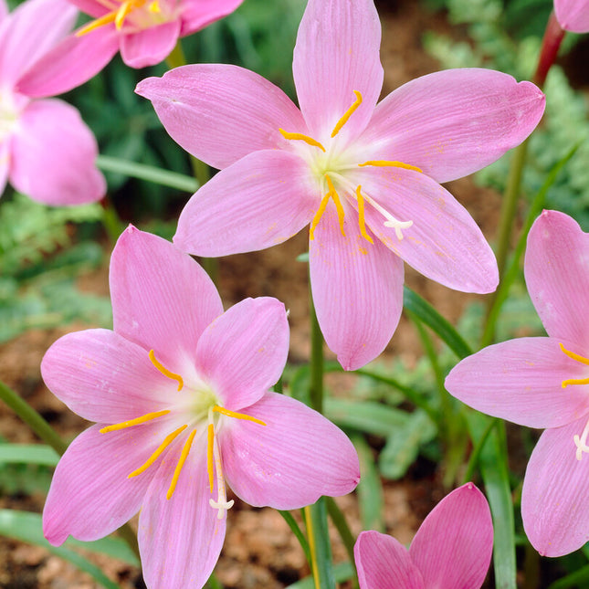 Väpnarlilja-Habranthus Robustus 10-pack