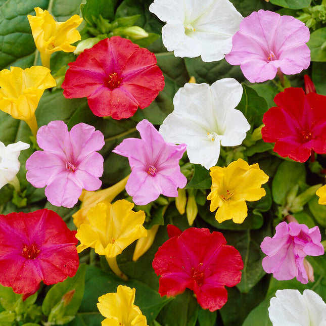 Underblomma-Mirabillis Jalapa Mixed 3-pack