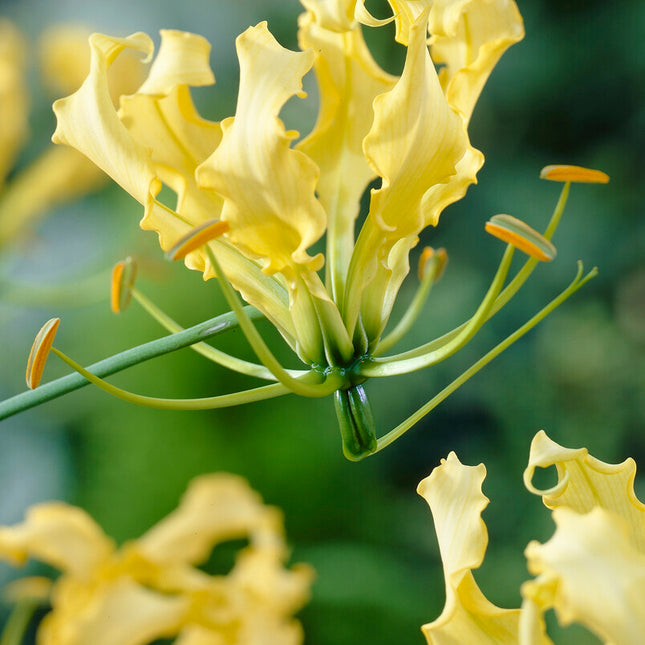 Klänglilja-Gloriosa Lutea 1-pack