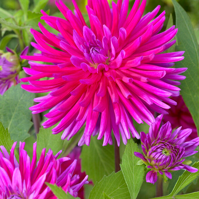 Dahlia Cactus Purple Gem