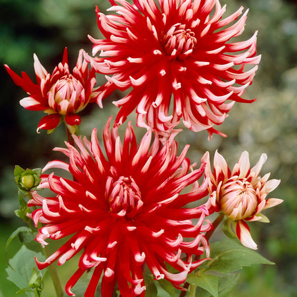 Dahlia Cactus Friquolet 1-pack