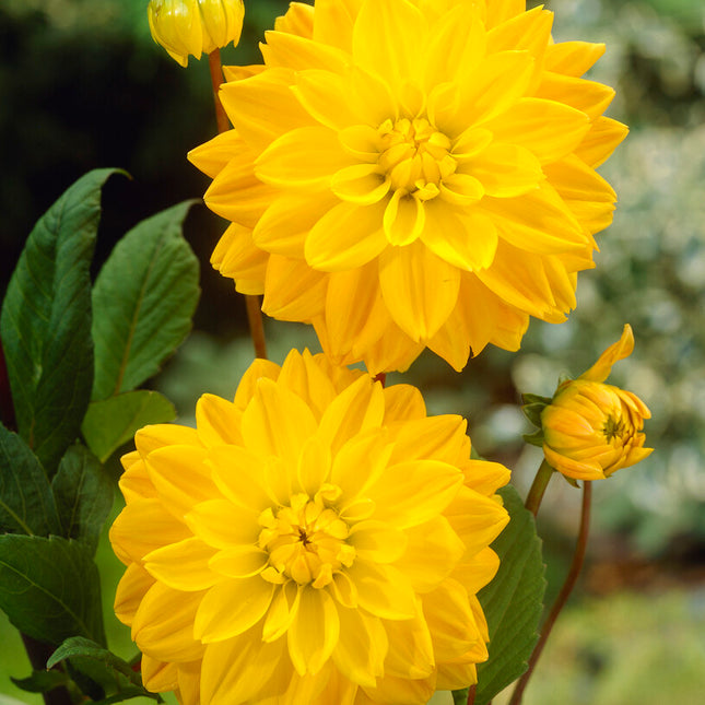 Dahlia Dekorativ Golden Emblem 1-pack