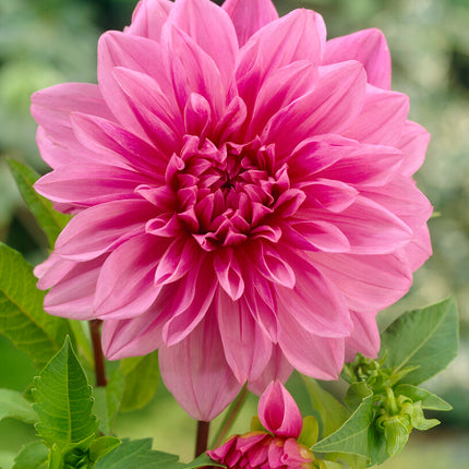 Dahlia Deorativ Lavender Perfection 1-pack