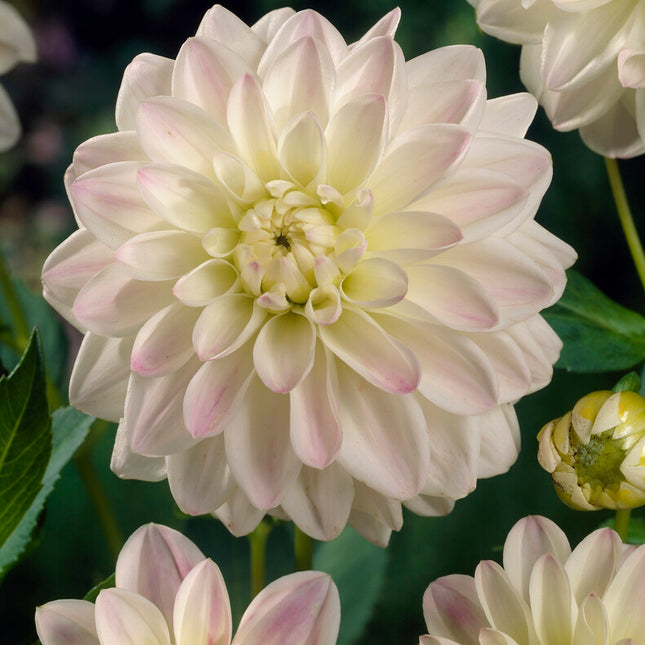 Dahlia Border Wittem 1-pack