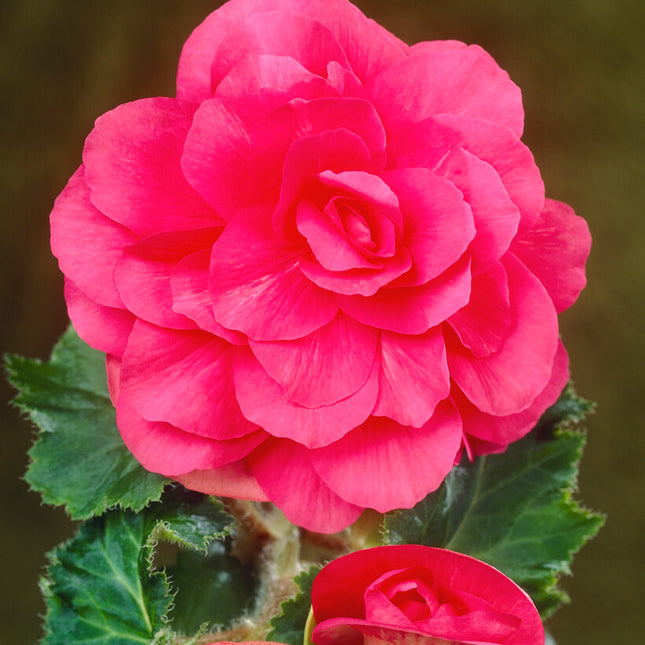 Begonia Double Pink 3-pack