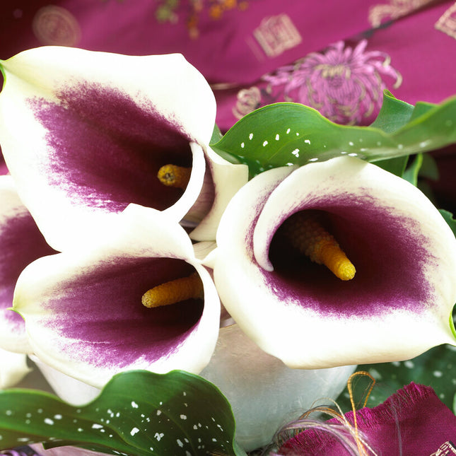 Zantedeschia Vermeer 1-pack