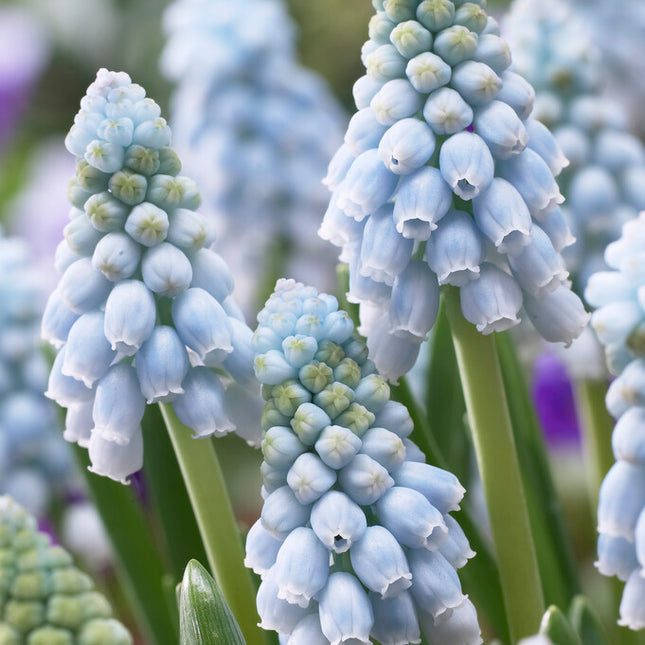 Armenisk pärlhyacint-Muscari armeniacum 'Valerie Finnis' 20-pack