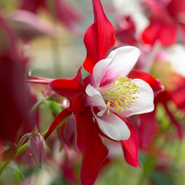 Akleja-Aquilegia Swan Red and White 2-pack