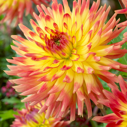 Dahlia Dekorativ Summer Breeze 1-pack