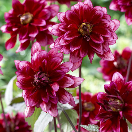 Dahlia Border Darkarin 1-pack