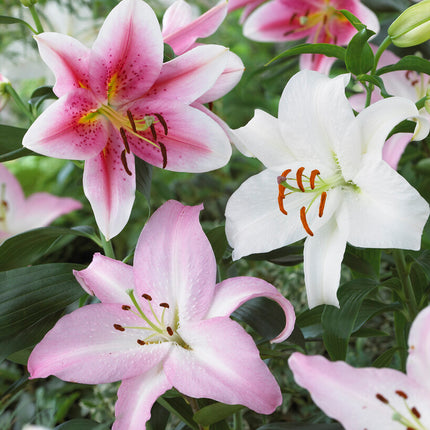 Orientalisk lilja-Lilium Oriental Oriental Mixed 3-pack