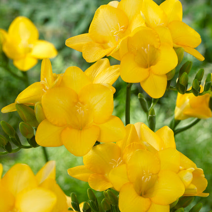 Freesia-Single Yellow 15 -pack