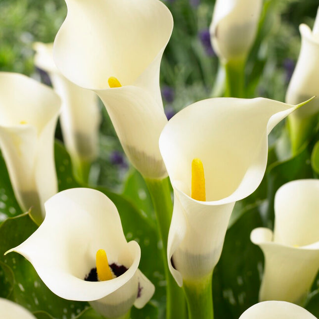 Zantedeschia Black Eyed Beauty 1-pack