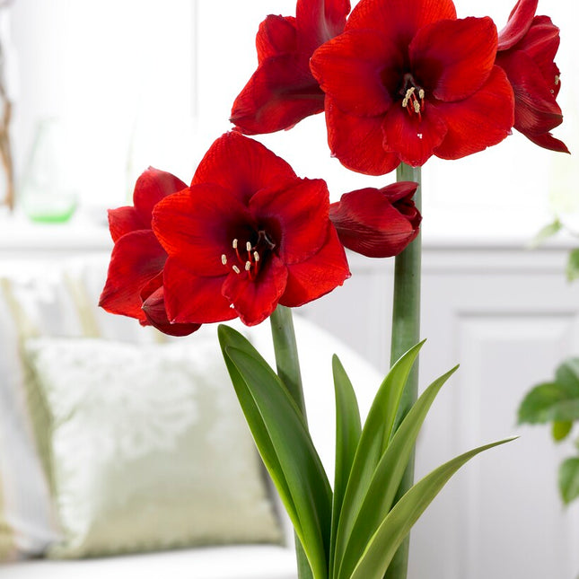 Amaryllis-Hippeastrum 'Red Lion' 1-pack