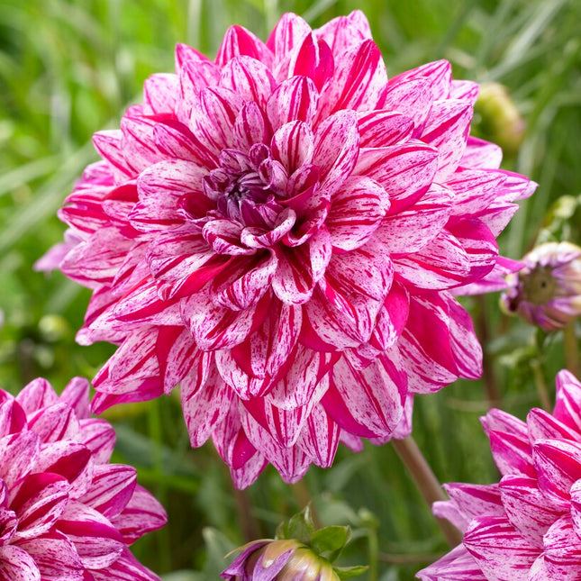 Dahlia Dekorativ Santander 1-pack NYHET